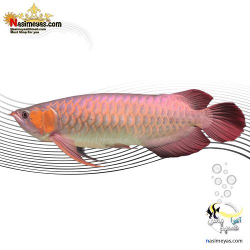 ماهی آروانا سوپر رد با چیپ و شناسنامه سایز بزرگ