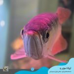 ماهی آروانا سوپر رد با چیپ و شناسنامه سایز بزرگ