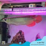 آروانا سوپر رد با چیپ و شناسنامه سایز بزرگ