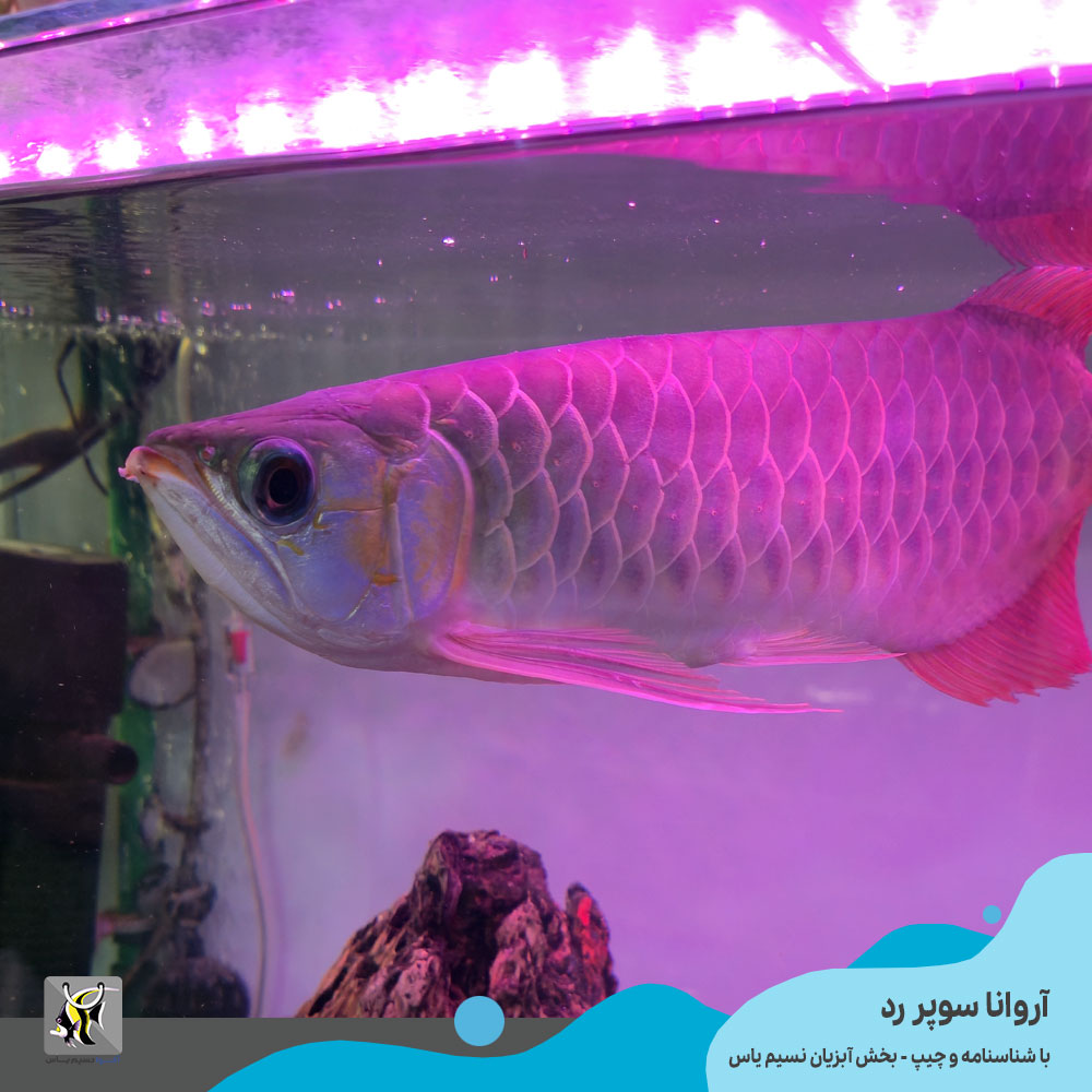 خرید ماهی آروانا سوپر رد با چیپ و شناسنامه سایز بزرگ