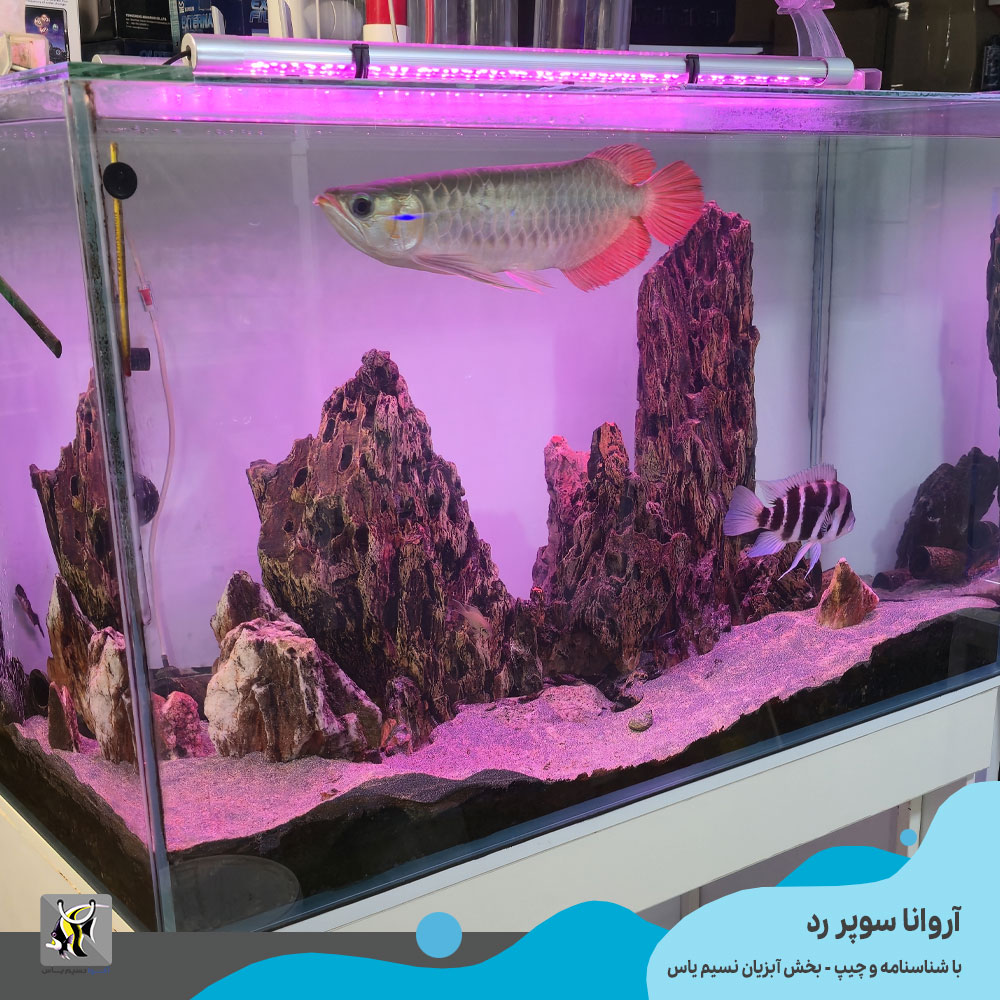 فروش آروانا سوپر رد با چیپ و شناسنامه سایز بزرگ