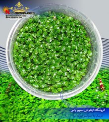 گیاه گلوسوستیگما الاتینوایدس پلنت کد ۶۱۰