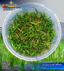 گیاه لیلا اپسیس پلنت کد 604