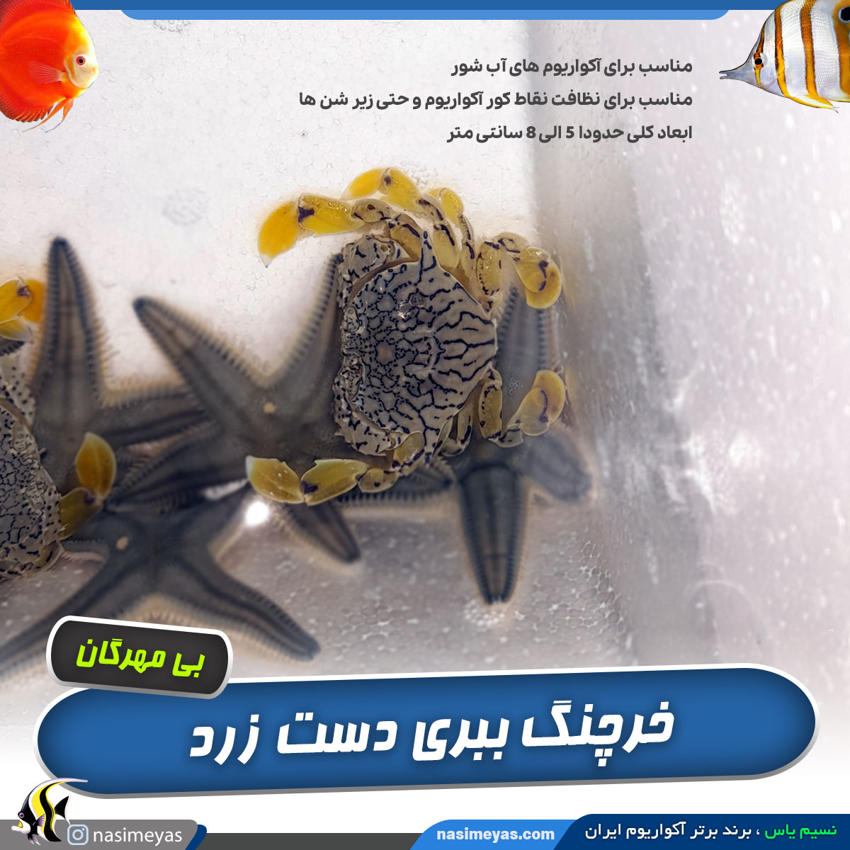 خرچنگ دست زرد آب شور