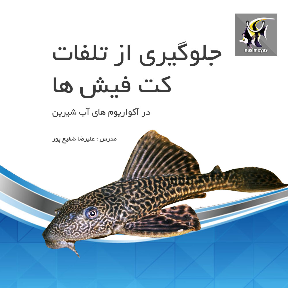 جلوگیری از تلفات ماهی کت فیش در آکواریوم