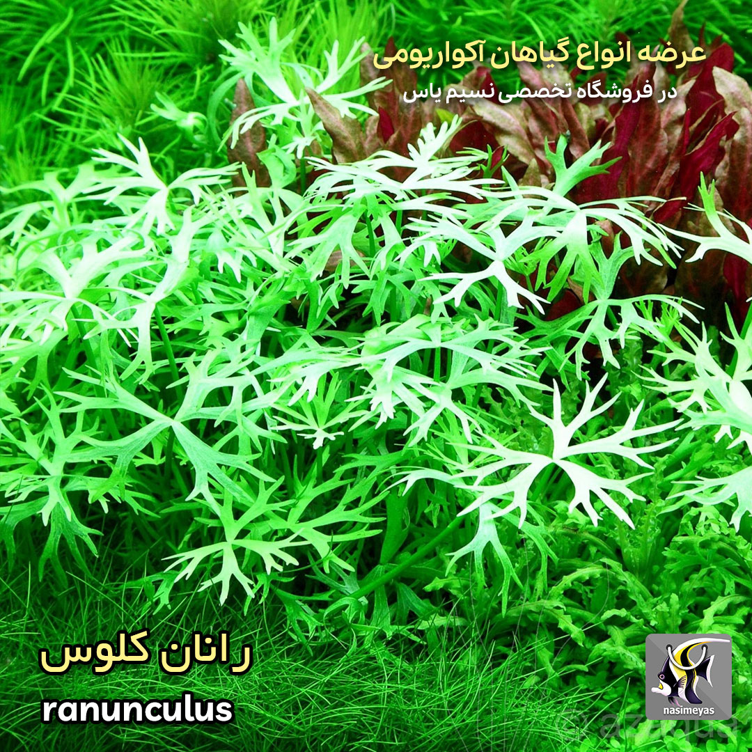 ranunculus aquarium plant