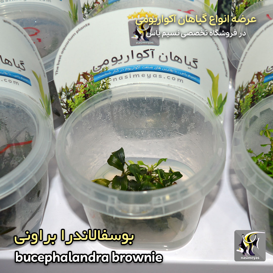 bucephalandra brownie aquarium plant