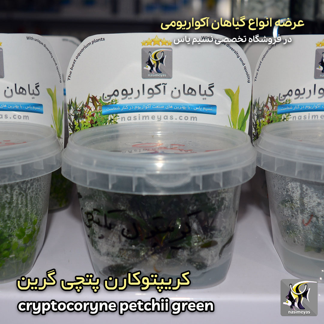 cryptocoryne petchii green aquarium plant