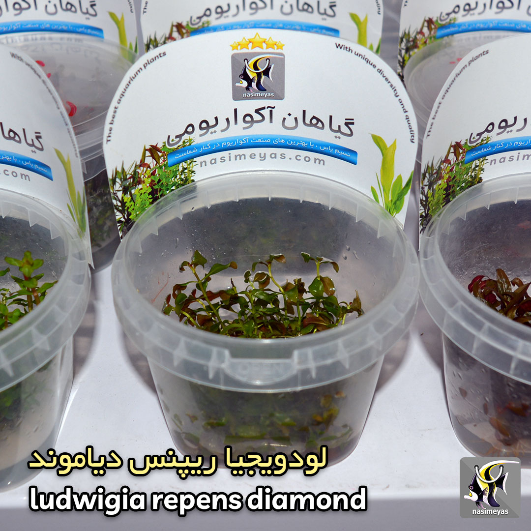 ludwigia repens diamond aquarium plant
