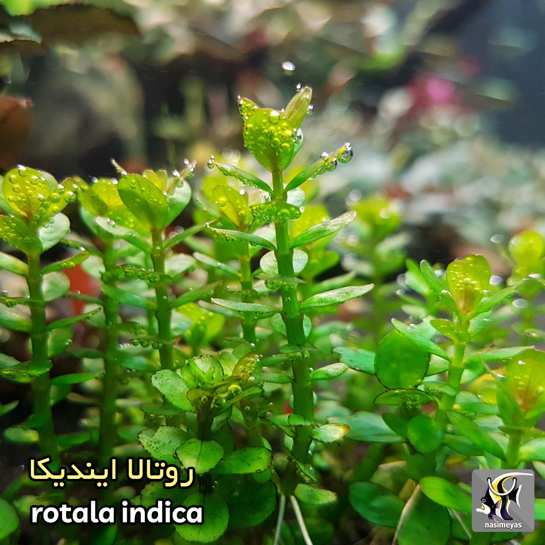 گیاه روتالا ایندیکا آکواریوم پلنت کد 654