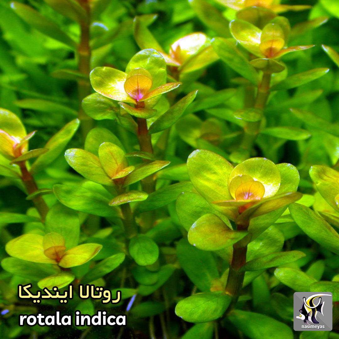 گیاه روتالا ایندیکا آکواریوم پلنت کد 654