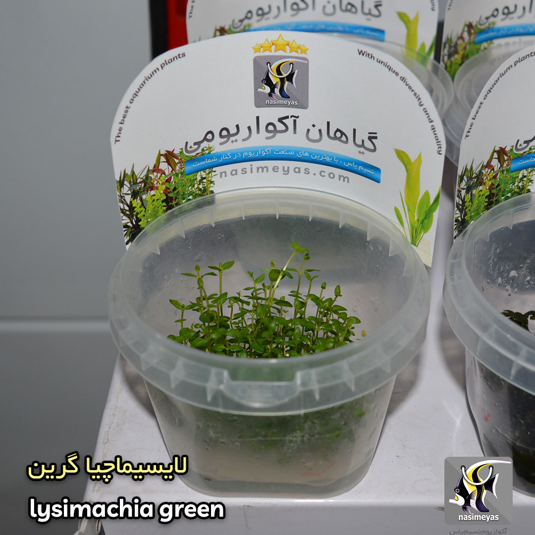 گیاه لایسیماچیا گرین آکواریوم پلنت کد 656