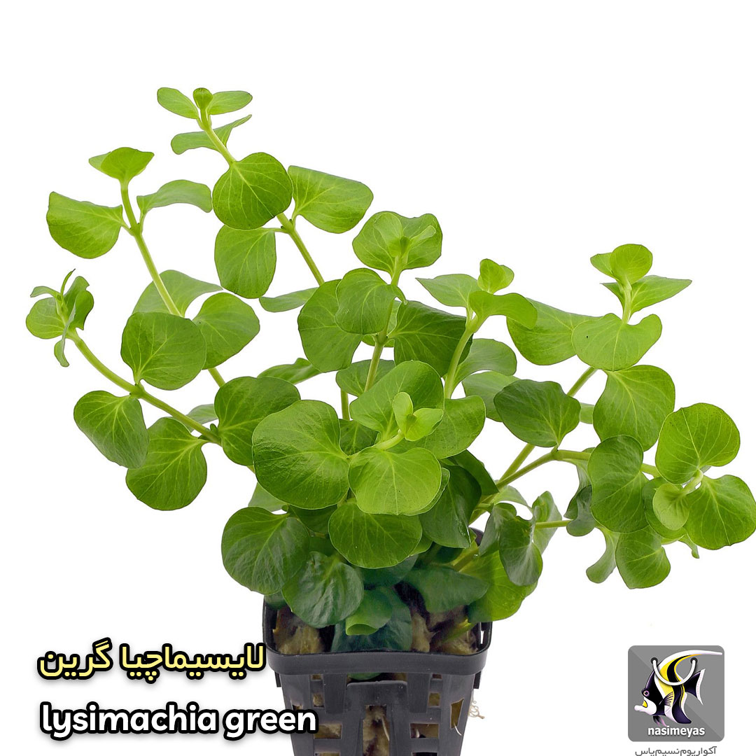 گیاه لایسیماچیا گرین آکواریوم گیاهی کد 656