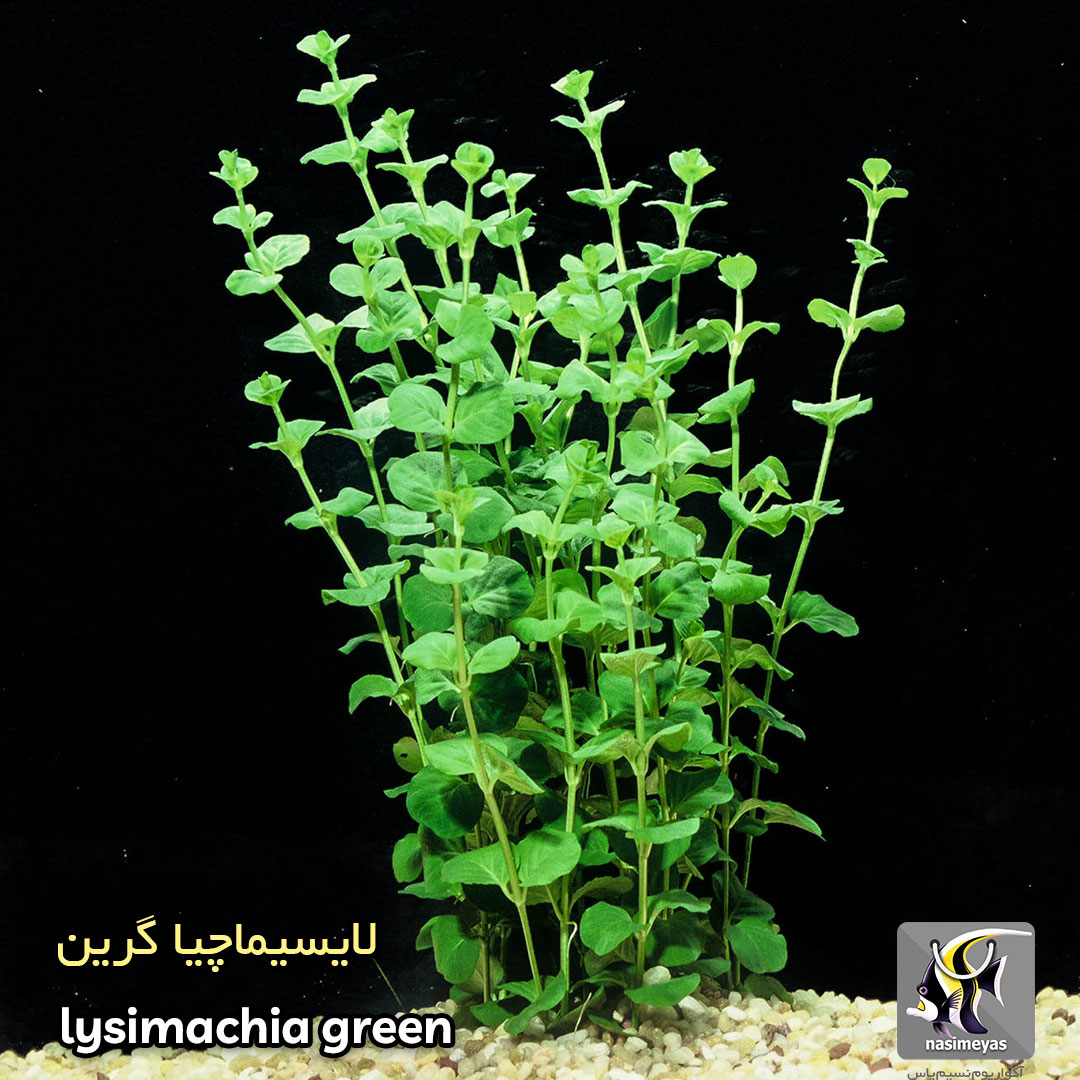 گیاه لایسیماچیا گرین آکواریوم پلنت کد 656