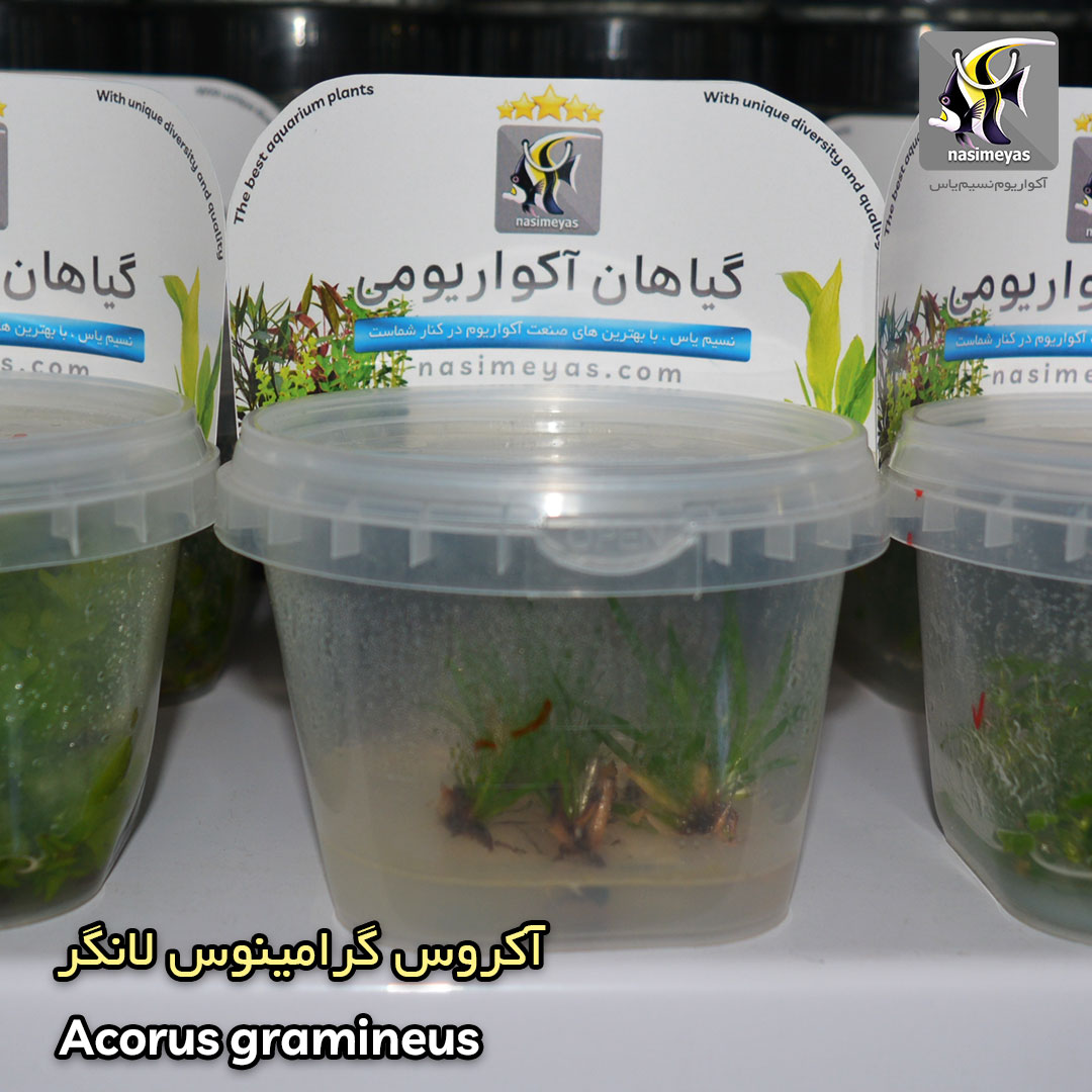 Acorus gramineus plant