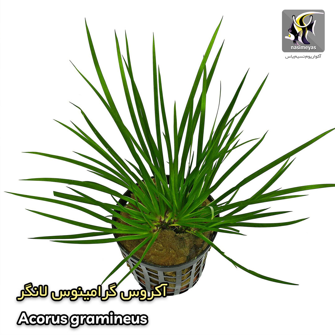 گیاه آکروس گرامینوس لانگر آکواریوم گیاهی کد 658