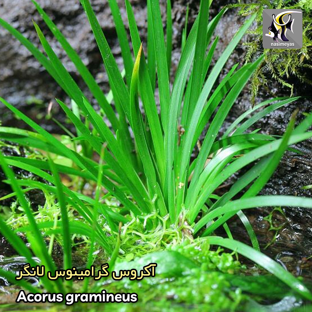 گیاه آکروس گرامینوس لانگر آکواریوم پلنت کد 658