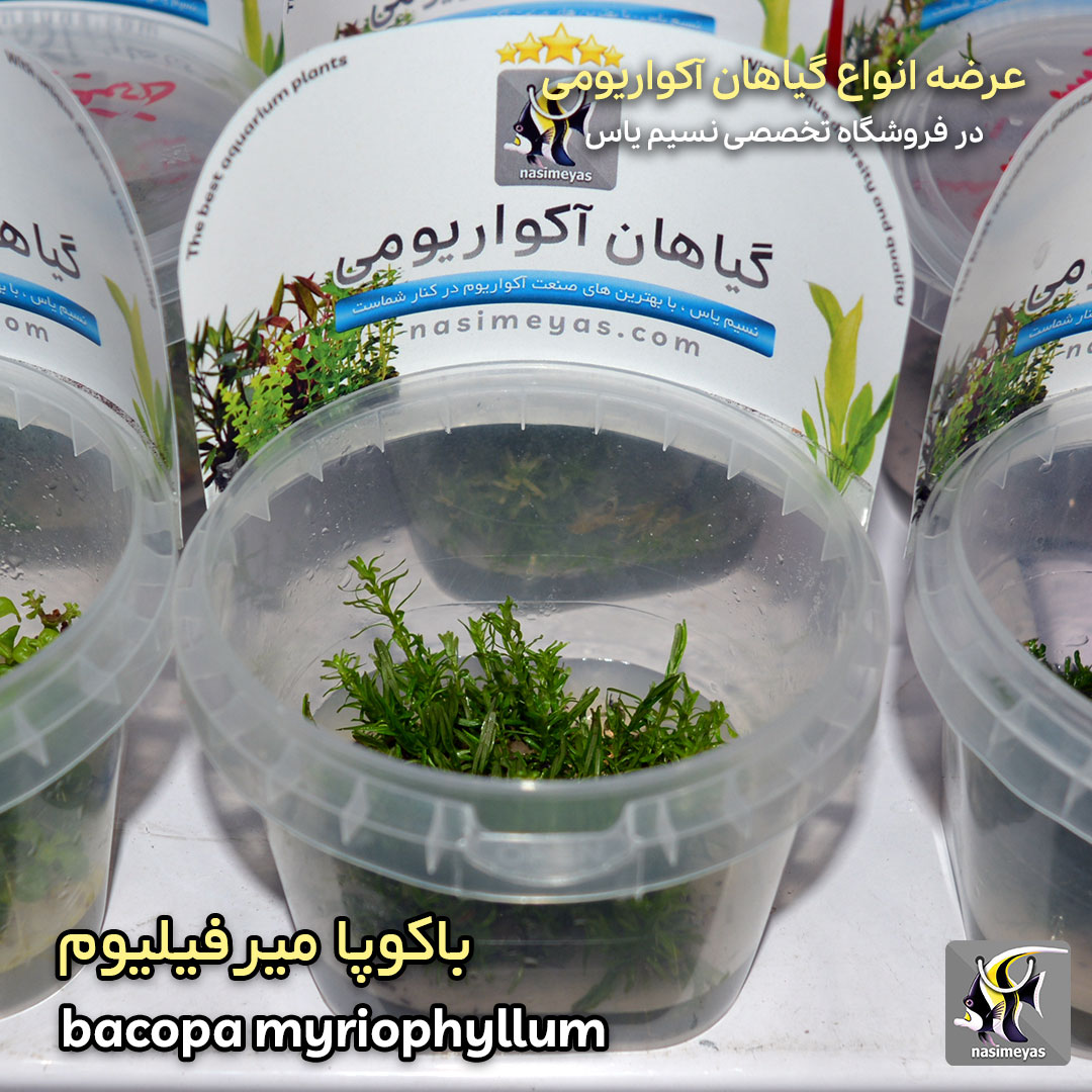 bacopa myriophyllum aquarium plant