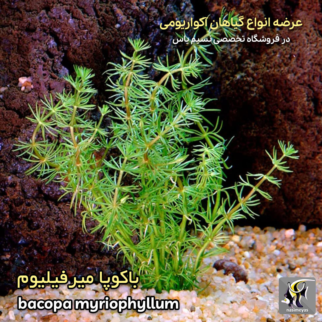 گیاه باکوپا میروفیلوم آکواریوم پلنت کد 650