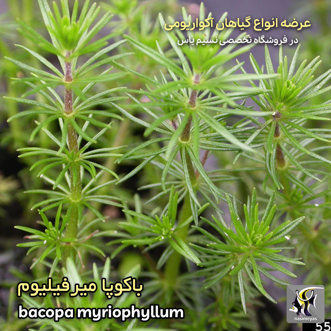 گیاه باکوپا میروفیلوم آکواریوم پلنت کد 650