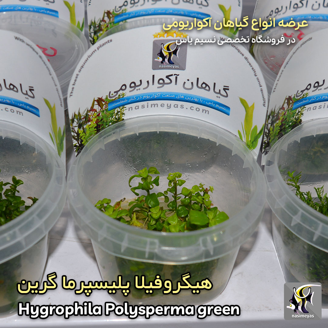 hygrophila green aquarium plant