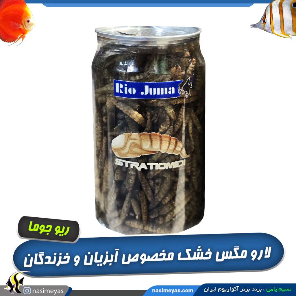 لارو مگس سرباز خشک ریو جوما