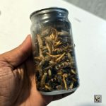 غذای منجمد ماهی و خزندگان کرانچی میکس ریو جوما