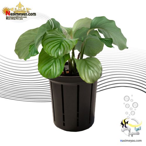 گلدان گیاه آکواریوم و هیدروپونیک ریو جوما