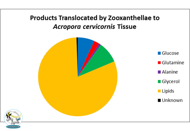 جدول مواد تشکیل دهنده بافت مرجانی zooxanthellae