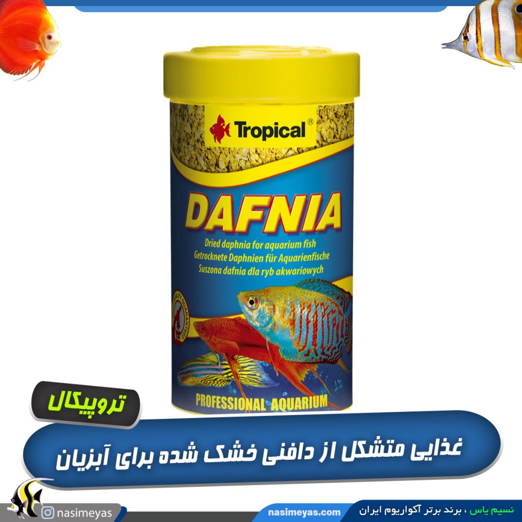دافنی خشک نچرال تروپیکال