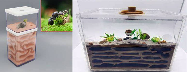 • فرمیکاریوم یا مزرعه مورچه ها ( Formicarium ) 